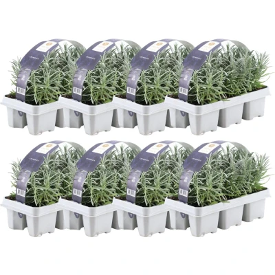 Afbeelding van Plants by Frank 48 Lavendelplanten x Ø7 cm ↕15 Lavendelplant winterhard Planten