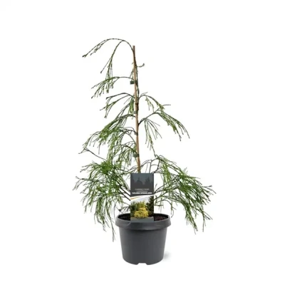 Afbeelding van Chamaecyparis law. Golden Sprinklers 40 50 cm Conifeer Warentuin Natuurlijk