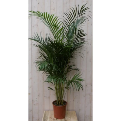Afbeelding van Kamerplant Arecapalm 160 cm Warentuin Natuurlijk