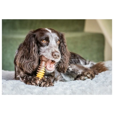 Afbeelding van Nylabone Extreme Chew Textured Bone Beef &amp; Cheese Kaas&amp;Rund Hondenspeelgoed Xl