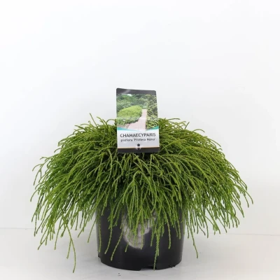 Afbeelding van Chamaecyparis pis filifera nana 45 cm Warentuin natuurlijk