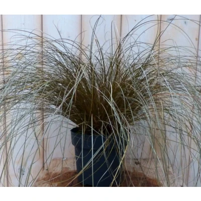 Afbeelding van Bruin gras 30 cm Warentuin natuurlijk