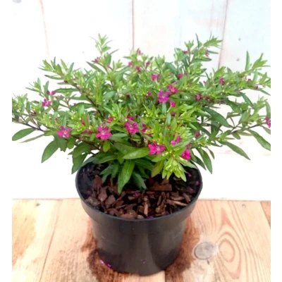 Afbeelding van 3 stuks! Luciferplant rood
