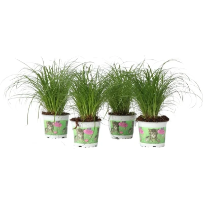 Afbeelding van Cyperus Set van 4 Kattengras Pot 12cm Hoogte 30 40cm Catgrass P12 x4