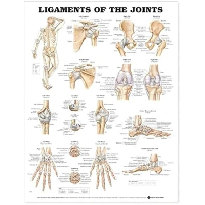 Afbeelding van Ligamenten van de gewrichten anatomische kaart