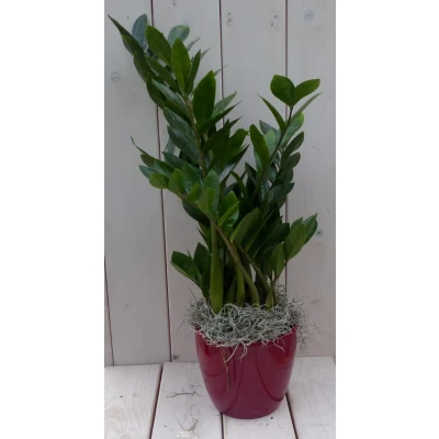 Afbeelding van Zamioculcas in donkerrode pot 55 cm Warentuin Natuurlijk