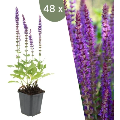 Afbeelding van Plants by Frank 48 Salie planten Salvia nemorosa &#039;Ostfriesland&#039; Winterharde bodembedekker tuinplanten vaste meerjarig