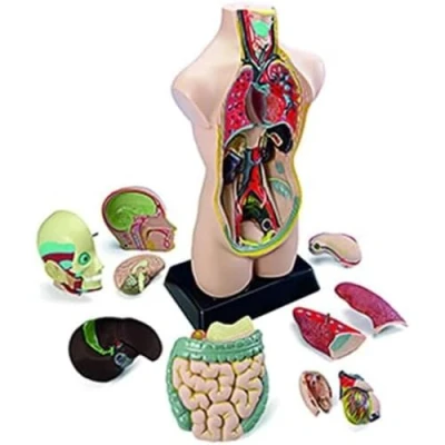 Afbeelding van Miniland Educational Anatomy Set
