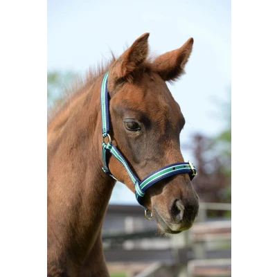 Afbeelding van Bucas Halter Dublin Black/Silver Cob