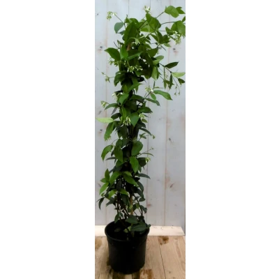 Afbeelding van Sterjasmijn 100 cm Warentuin natuurlijk