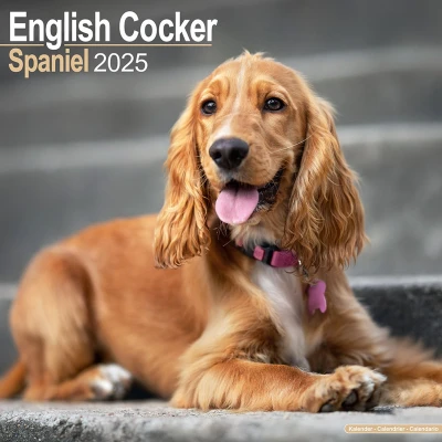 Afbeelding van Engelse Cocker Spaniel Kalender 2025