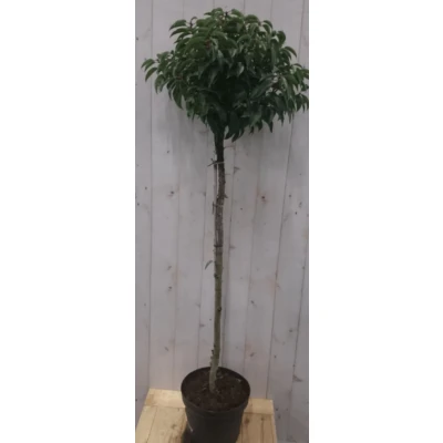 Afbeelding van Prunus Angustifolia stam 120 cm diameter 40 hoogte 180 Warentuin natuurlijk