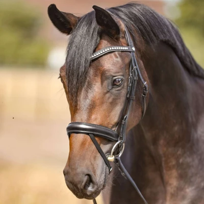 Afbeelding van Kavalkade Frontriem met Strassstenen Zwart Pony