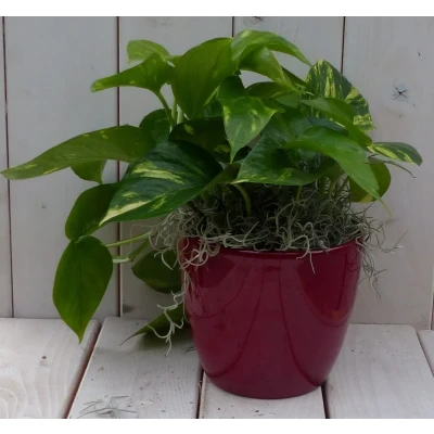 Afbeelding van Epipremnum geelgroen rode pot 25 cm Warentuin Natuurlijk