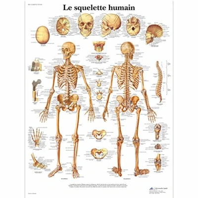 Afbeelding van 3B Scientific Anatomisch Model Menselijk Skelet
