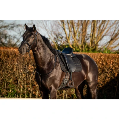 Image de HB Showtime Tapis de Selle Glitty Dressage Noir Full
