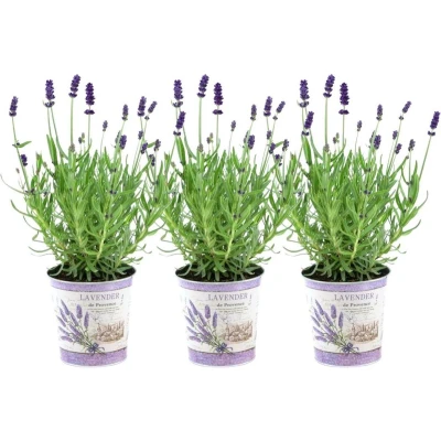 Afbeelding van Plants by Frank Set van 3 echte lavendelplanten in sierpot &#039;Deluxe&#039; x Ø12 cm ↕25