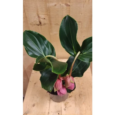 Afbeelding van Trosbloem roze Medinilla Magnifica 2 stelen bloemen kamerplant Warentuin Natuurlijk