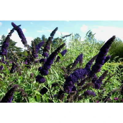 Afbeelding van Buddleja davidii &#039;Black Knight&#039; Vlinderstruik 40 60 cm in pot: Struik met diep paarszwarte bloempluimen, aantrekkelijk voor vlinders