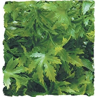 Afbeelding van Zoomed Naturalistic Flora Canabis Large terrariumplant