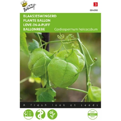 Afbeelding van Zaden cardiospermum blaasjeswingerd 2 gram Buzzy