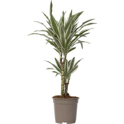 Afbeelding van Dracaena Deremensis White Stripe Pot 17cm Hoogte 60 70cm P17