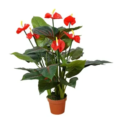 Afbeelding van Anthurium 95 cm Buitengewoon de Boet