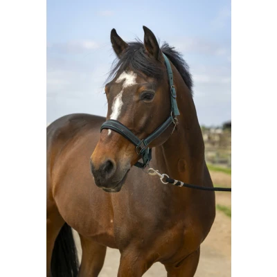 Image de EQUITHÈME Licol Strass Nylon Vert Full