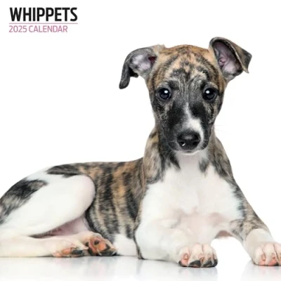 Afbeelding van Whippet Kalender 2025 Modern