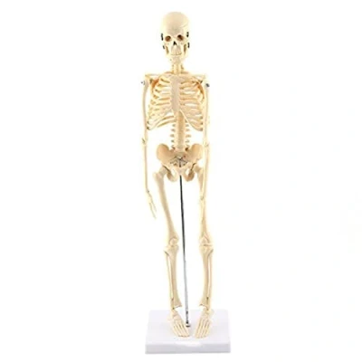 Afbeelding van GAESHOW 1pc Menselijk Skelet Anatomisch Model Onderwijs Tool met PVC Basis