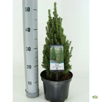 Afbeelding van Picea glauca zuckerhut Warentuin natuurlijk
