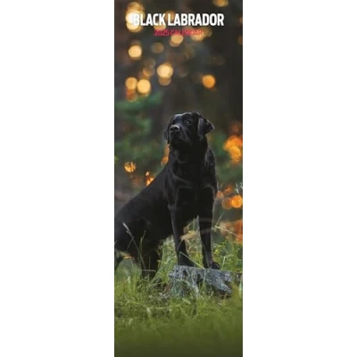 Afbeelding van Labrador Retriever Kalender Zwart 2025 Slimline