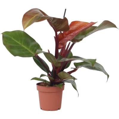Afbeelding van Philodendron &#039;Zonlicht&#039; Kamerplant Pot 12cm Hoogte 20 30cm Sun Light P12