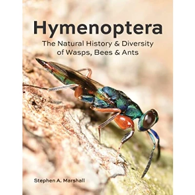 Afbeelding van Hymenoptera