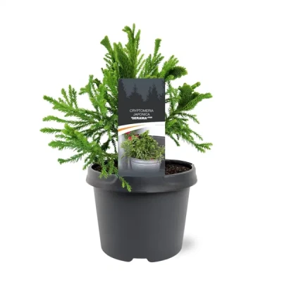 Afbeelding van Cryptomeria japonica Serama pbr 25 30 cm Conifeer Warentuin natuurlijk