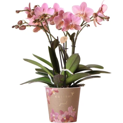 Afbeelding van Pink orchid Treviso Ø12cm