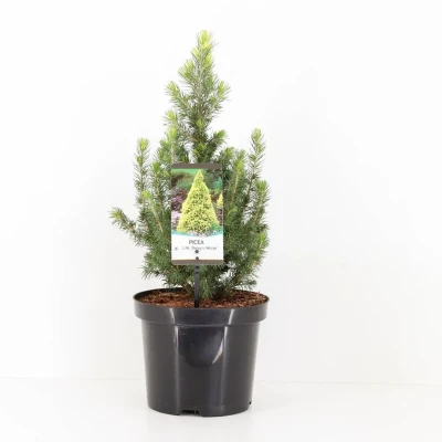 Afbeelding van Picea glauca jw daisys white Warentuin natuurlijk