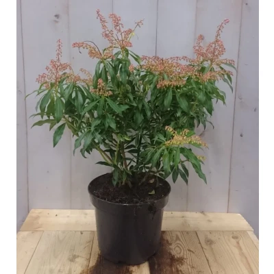 Afbeelding van Pieris 50 cm groen Warentuin natuurlijk