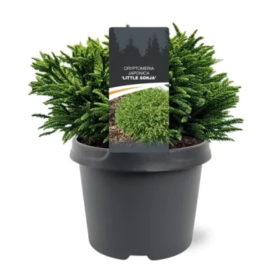 Afbeelding van Cryptomeria jap. Little Sonja 20 25 cm Conifeer Warentuin natuurlijk