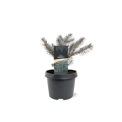 Afbeelding van Picea pungens Karpaten pbr 20 25 cm Conifeer Warentuin Natuurlijk