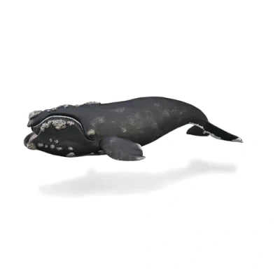 Afbeelding van COLLECTA Noordkaper (XL)