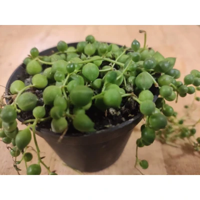 Afbeelding van Senecio Rowleyanus Erwtenplant hangplant Warentuin Natuurlijk