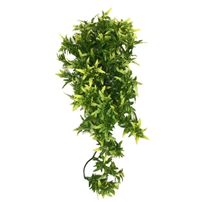 Afbeelding van Komodo Croton Plant 40 CM