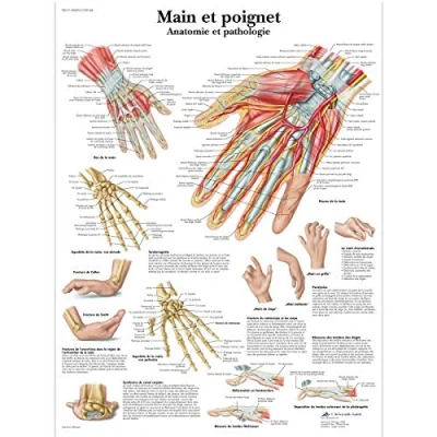 Afbeelding van 3B Scientific VR2171L anatomisch bord, hand en pols, anatomie pathologie