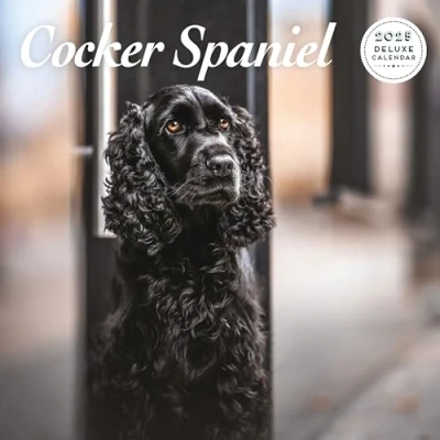 Afbeelding van Engelse Cocker Spaniel Kalender 2025 Deluxe