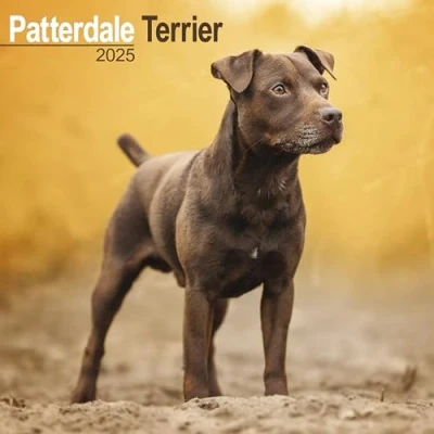 Afbeelding van Patterdale Terrier Kalender 2025