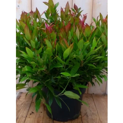 Afbeelding van Leucothoe Bladhoudend 50 cm Warentuin natuurlijk