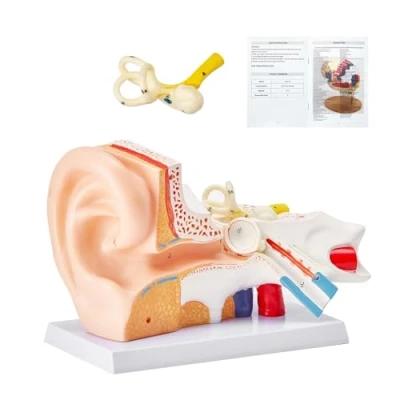 Afbeelding van VEVOR model 3D anatomie van het menselijk oor, 3 delig, voor oor 5 keel, buitenoor, medium, binnenkant met basis, anatomisch pvc onderwijs