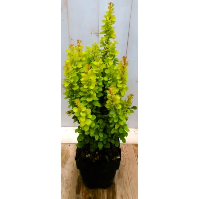 Afbeelding van Berberis groengeel 40 cm Warentuin Natuurlijk