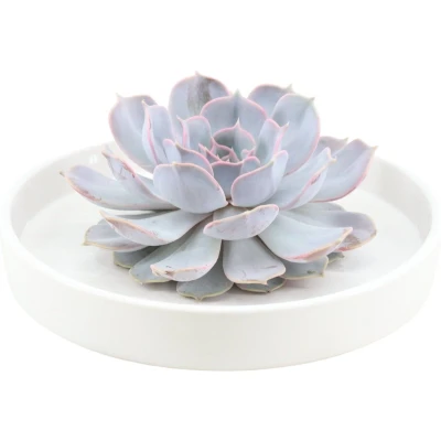 Afbeelding van Echte Succulent Lila in witte keramiek schaal Ø12 14 cm ↕5 1x Echeveria Lilacina vetplant